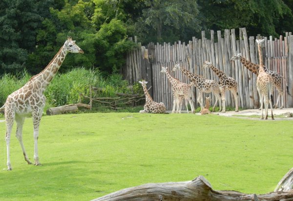 53 - 10 Giraffen sammelten sich vor dem Innengehege - vielleicht gibt es Futter.jpg